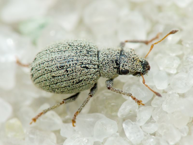 Foucartia squamulata (Herbst, 1795)